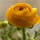 Egrow 50Pcs/Pack Ranunculus Asiaticus Seeds Garden Persian Buttercup Seeds DIY Bonsai