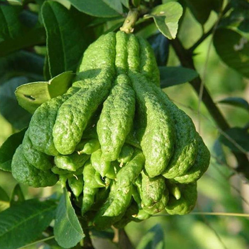 Egrow 30 Pcs/Pack Citrus Medica Seeds Citrus Medica Sarcodactylis Tree Citron Bergamot Tree