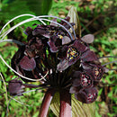 Egrow 100pcs/Bag Black Tiger Shall Orchid Seeds Multiple Varieties Orchid Flowers Seeds for Garden