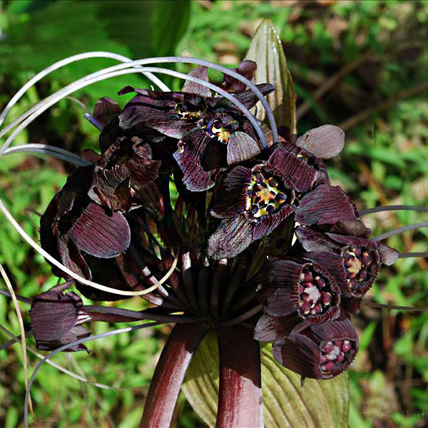 Egrow 100pcs/Bag Black Tiger Shall Orchid Seeds Multiple Varieties Orchid Flowers Seeds for Garden