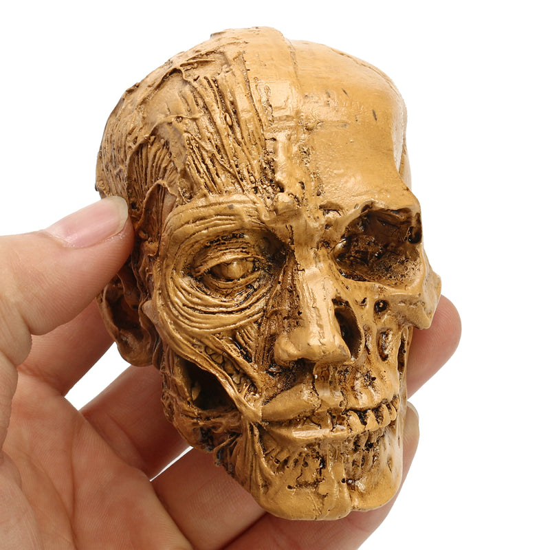 9cm Human Anatomical Anatomy Skull Head Muscle Bone Medical Model Home Decor