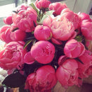 Egrow 10Pcs/Pack Chinese Peony Flower Seeds Perennial Paeonia Suffruticosa Bonsai Plants Home Garden Plants