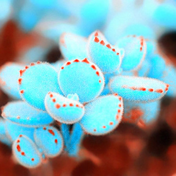 Egrow 100Pcs/Bag Mini Blue Lithops Seeds Rare Succulent Potted Bonsai Flower Seed