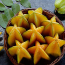 Egrow 50Pcs/Pack Carambola Seeds Garden Sementes Averrhoa Star Fruit Tree Seeds Woody Plants