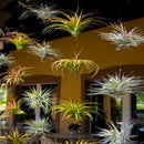 Egrow 100PCS/Pack Air Plant Seeds Cactus Jardin Bonsai Plantas Rainbow Grass For Garden Decoration