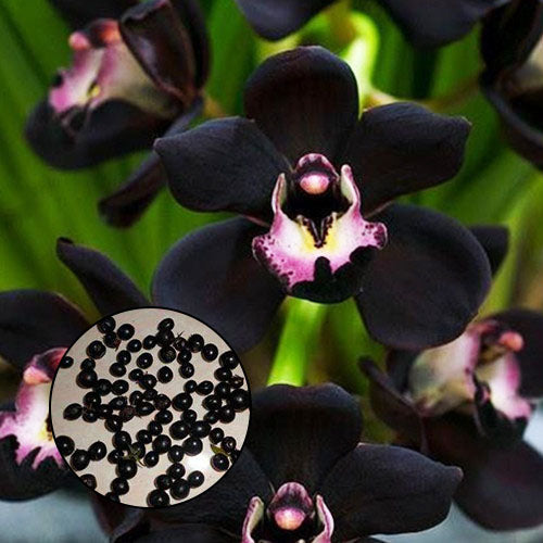 Egrow 100Pcs/Bag Black Cymbidium Seeds Unique Black Cymbidium Faberi Flower Bonsai Garden Seeds