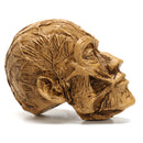 9cm Human Anatomical Anatomy Skull Head Muscle Bone Medical Model Home Decor