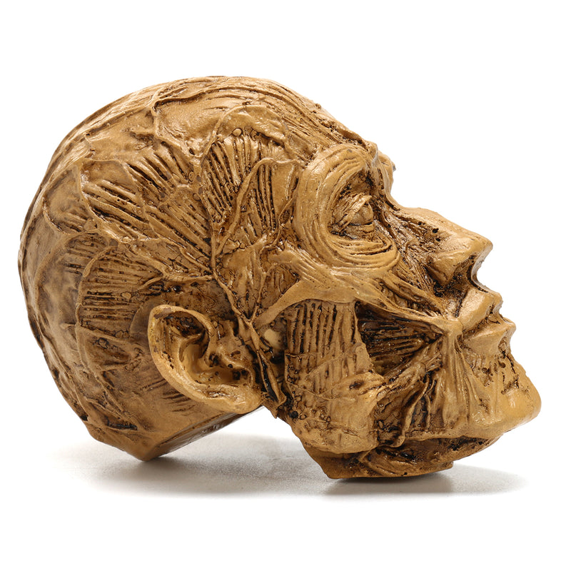 9cm Human Anatomical Anatomy Skull Head Muscle Bone Medical Model Home Decor