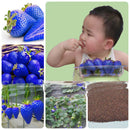 500PCS Blue Strawberry Seeds Heirloom Super Strawberry Garden Seeds Garden Climbing Plant