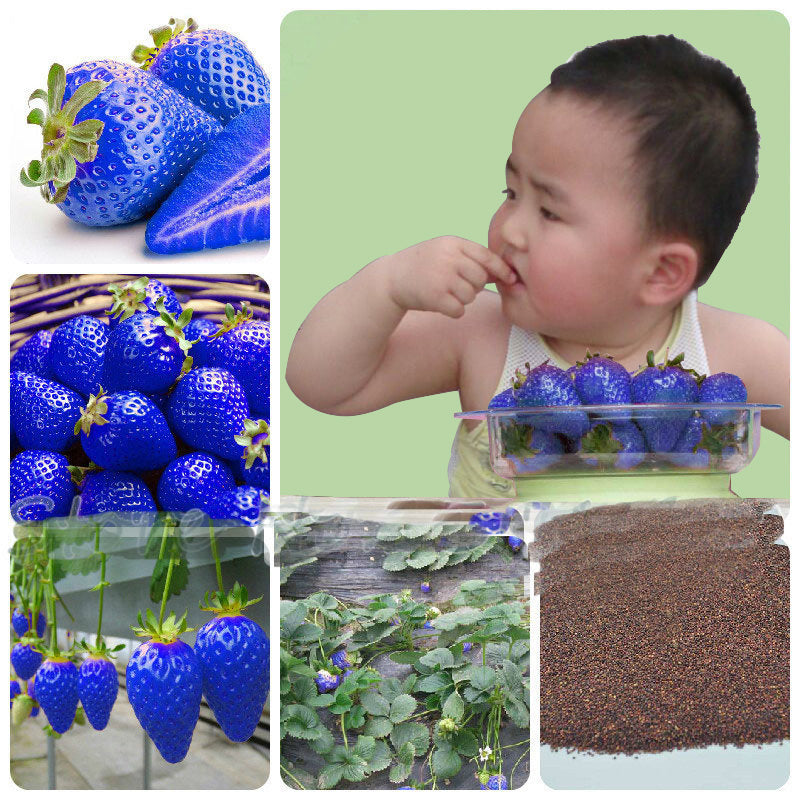 500PCS Blue Strawberry Seeds Heirloom Super Strawberry Garden Seeds Garden Climbing Plant