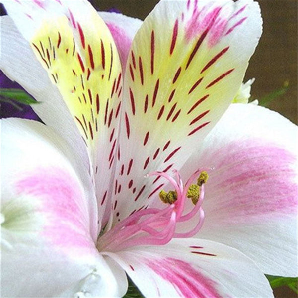 Egrow 100PCS/Pack Lily Seeds Peruvian Lily Alstroemeria Bonsai Plants Beautiful Lily Flower For Home & Garden Decoration