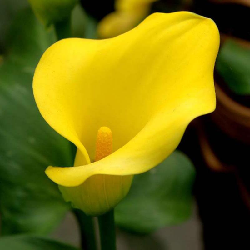 Egrow 50 PCS Calla Lily Seeds Garden Balcony Potted Perennial Flower Seeds Bonsai Ivy Flowers