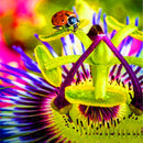 Egrow 100Pcs/Pack Passiflora Seeds Flower Flores Vine Fruit Passiflora Bonsai Plant Plantas DIY Home Garden