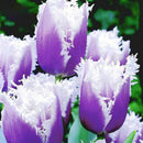 Egrow 50Pcs/Bag Tulip Seeds Rare Bonsai Flower Seeds Tulips Potted Perennial Bonsai Plants Seeds
