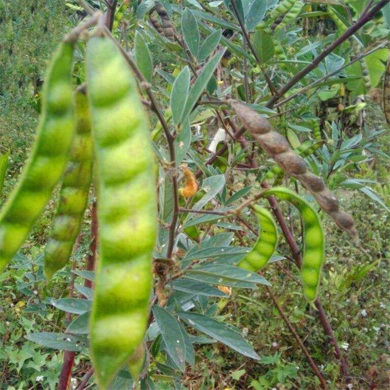 Egrow 200 Pcs/Pack Green Soy Bean Seeds Cajanus Cajan Tree Semente Plant Wood Bean For Cajanus Mu Dou Tree