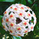 Egrow 20Pcs/Pack Hoya Seeds Potted Seed Hoya Carnosa Flower Seed Garden Plants
