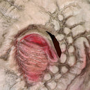 Halloween Scary Head Mask Alien Horror Creepy Cosplay Ghost Mischief Helmet Prop