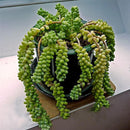 Egrow 100Pcs/Pack Sedum Succulent Seeds Potted Plant Flowers Radiation Fleshy Bonsai