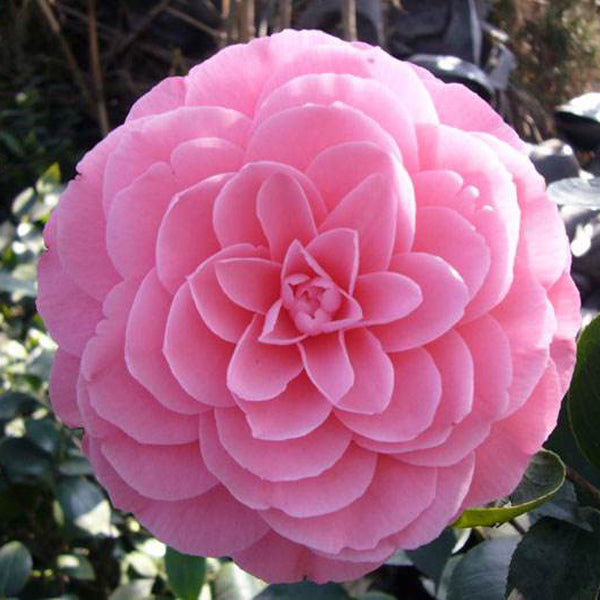Egrow 10Pcs/Pack Camellia Flowers Seeds Potted Plants Home Garden Decorations Flower Seeds