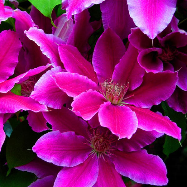 Egrow 100 Pcs/Pack Clematis Plants Flower Seeds Clematis Vines Bonsai Flower Perennial Flowers Climbing Clematis Plants