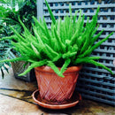 Egrow 100Pcs/Bag Rare Foxtail Seeds Ornamental Bonsai Plants Perennial Poaceae Bristlegrass Seeds