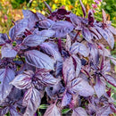 Egrow 100Pcs/Pack Basil Seeds Basil Bonsai Garden Seeds Home And Garden Plants