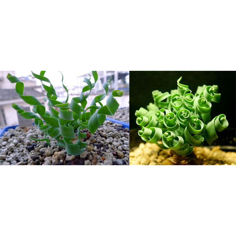 Egrow 100 Pcs/Pack Trachyandra Revoluta Seeds Home Balcony Potted Rare Plant Bonsai