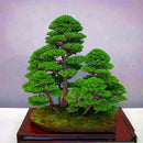 Egrow 20PCS/Bag Juniper Bonsai Tree Seeds Garden Potted Flowers Office Bonsai Purify the Air Absorb Harmful Gases