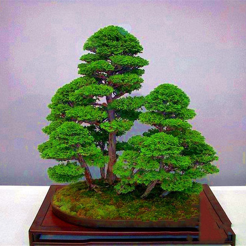 Egrow 20PCS/Bag Juniper Bonsai Tree Seeds Garden Potted Flowers Office Bonsai Purify the Air Absorb Harmful Gases