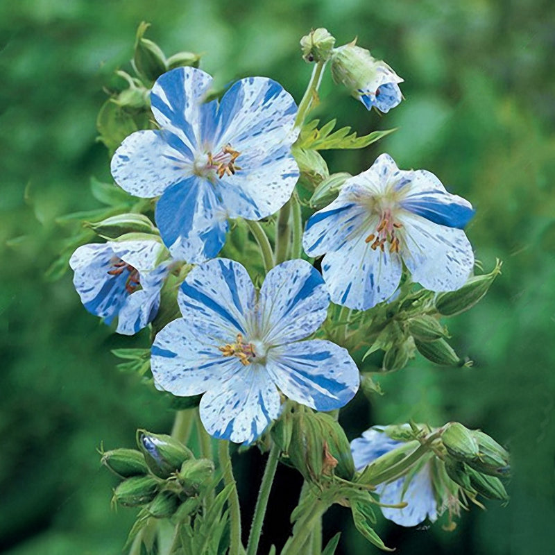 Egrow 100 PCS Geranium Seed Garden Potted Flower Seeds Perennial Courtyard Balcony Outdoor Plant