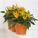 Egrow 100Pcs/Pack Pepper Seeds Hot Chilli Pepper Capsicum Vegetable Bonsai Plants for Home And Garden