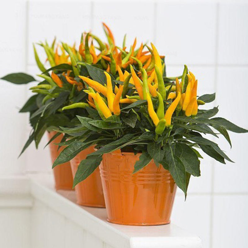 Egrow 100Pcs/Pack Pepper Seeds Hot Chilli Pepper Capsicum Vegetable Bonsai Plants for Home And Garden