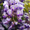 Egrow 10Pcs/Bag Garden Creepers Wisteria Seeds Rare Bonsai Tree Seeds Ornamental Plant Flower Seeds