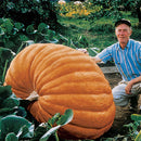 Egrow 10Pcs/Pack Giant Pumpkin Seed Big Squash Ornamental Ground Vegetable Seed Halloween Decoration