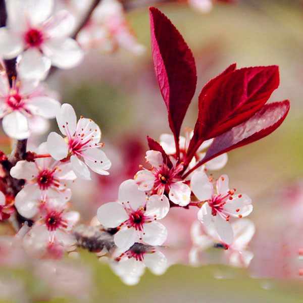 Egrow 10Pcs/Bag Cherry Seeds Rosaceae Cherry Plum Shrub Prunus Cerasifera Bonsai Ornamental Plants