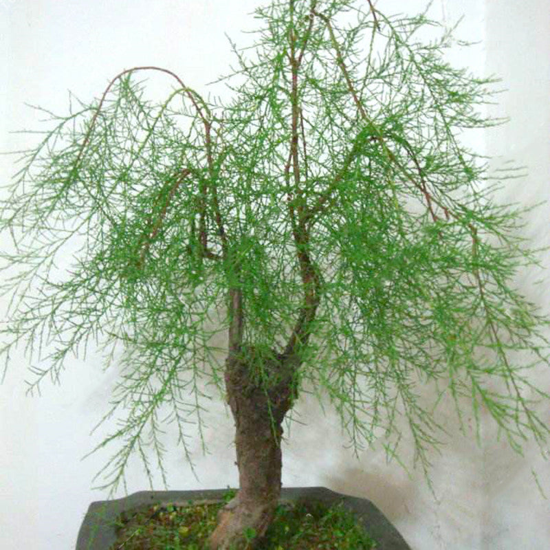 Egrow 20Pcs/Pack  Willow Seeds Willow Tree Plant Bonsai Hardy Exotic Species Fast Growing Garden Plants Perennial Evergreen Plants