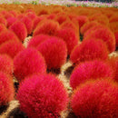 Egrow 200 Pcs/Bag Round Cypress Seeds Summer Cypress Bonsai Air Purify Bonsai Pot Plant For Home Garden Decoration