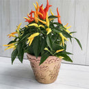 Egrow 100Pcs/Pack Pepper Seeds Hot Chilli Pepper Capsicum Vegetable Bonsai Plants for Home And Garden