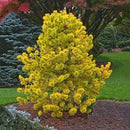 Egrow 50PCS/Pack Cedar Seeds Spruce Tree Seedling Rare Tree Bonsai Plant JAPANESE Cedar Home Garden Bonsai