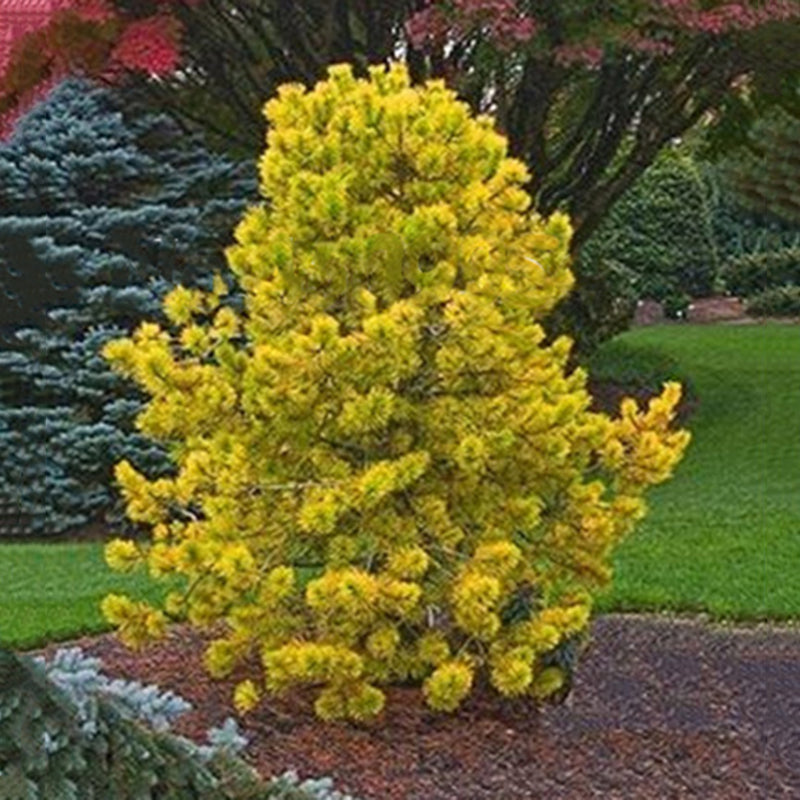 Egrow 50PCS/Pack Cedar Seeds Spruce Tree Seedling Rare Tree Bonsai Plant JAPANESE Cedar Home Garden Bonsai