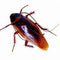 10pcs Prank Funny Trick Joke Toys Lifelike Model Simulation Fake Cockroach Toys Kids Children Props