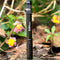 Sofirn SF02 XPG2 300LM Mini Pocket Light Penlight AAA EDC Flashlight Mini Torch Waterproof Camping Cycling LED Emergency Lantern