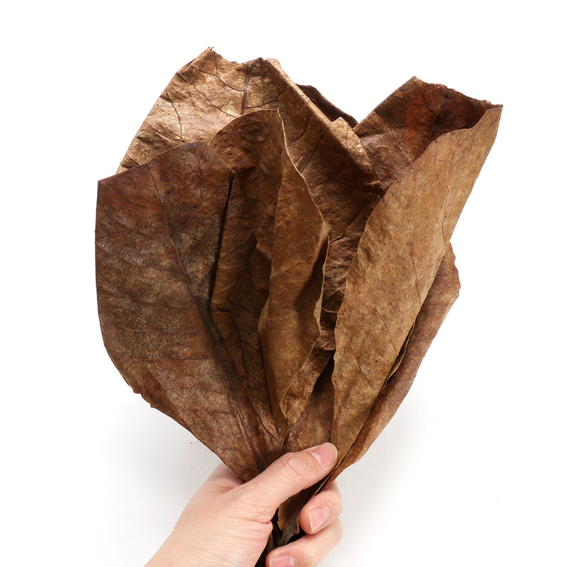 10Pcs Aquarium Natural Terminalia Leaves Reduce Ph Improve Water Quality Water Purifier