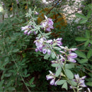 Egrow 50 Pcs/Pack Lespedeza Seeds Lespedeza Semente Plant Lespedeza Bicolor Tree