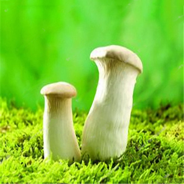 Egrow 50 Pcs/Pack Edible Health Mushrooom Seeds Orangic Vegetable Plants Seeds