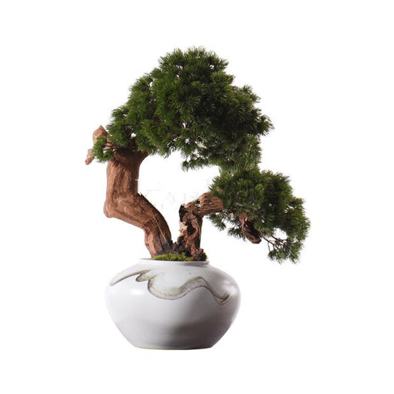 50PCS Juniper Bonsai Tree Potted Flowers Office Bonsai Purify the Air Juniper Seeds