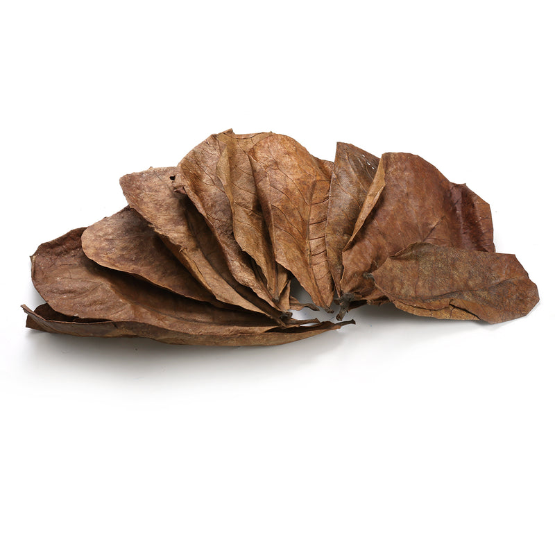 10Pcs Aquarium Natural Terminalia Leaves Reduce Ph Improve Water Quality Water Purifier