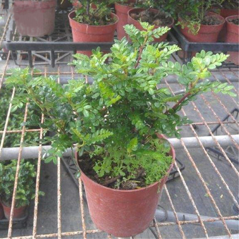 Egrow 30 Pcs/Pack Pistacia Weinmannifolia Tree Seeds Pistacia Weinmannifolia Tree Plant Pistacia Weinmannifolia