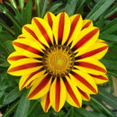 Egrow 200Pcs/Bag Gazania Seeds Semillas Gazania Splendens Chrysanthemum Seeds Garden Flowers Seeds