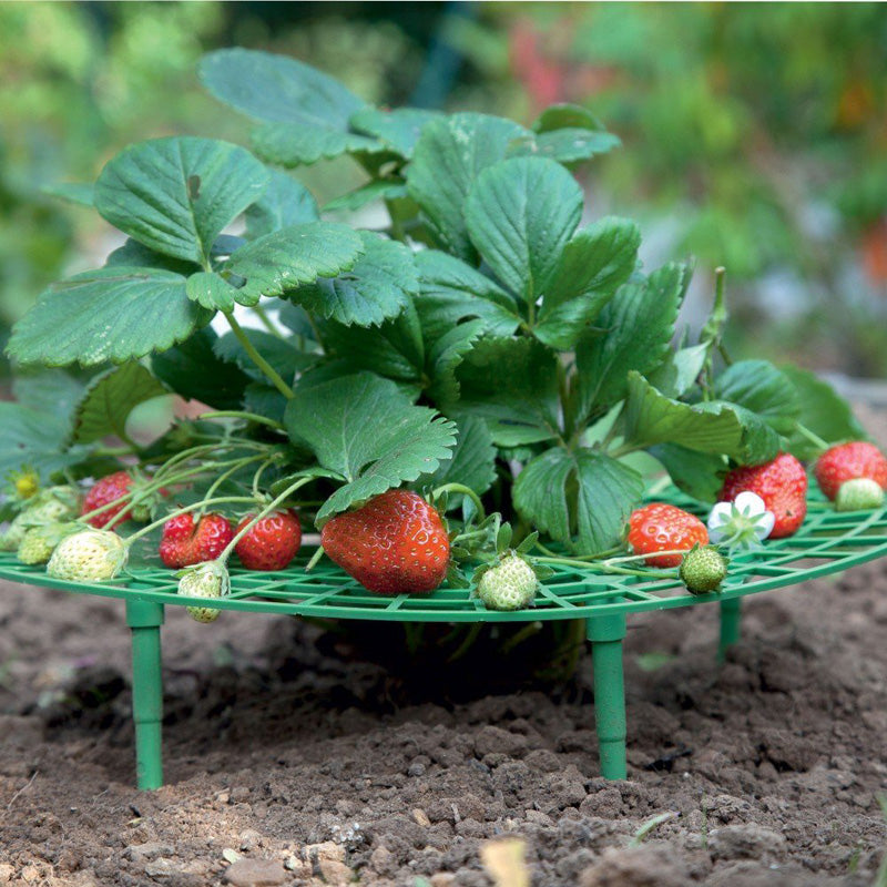 5Pcs Strawberry Plant Growing Supports Keep Strawberries Not Rot in the Rainy Day Plant Holder Tools Kit